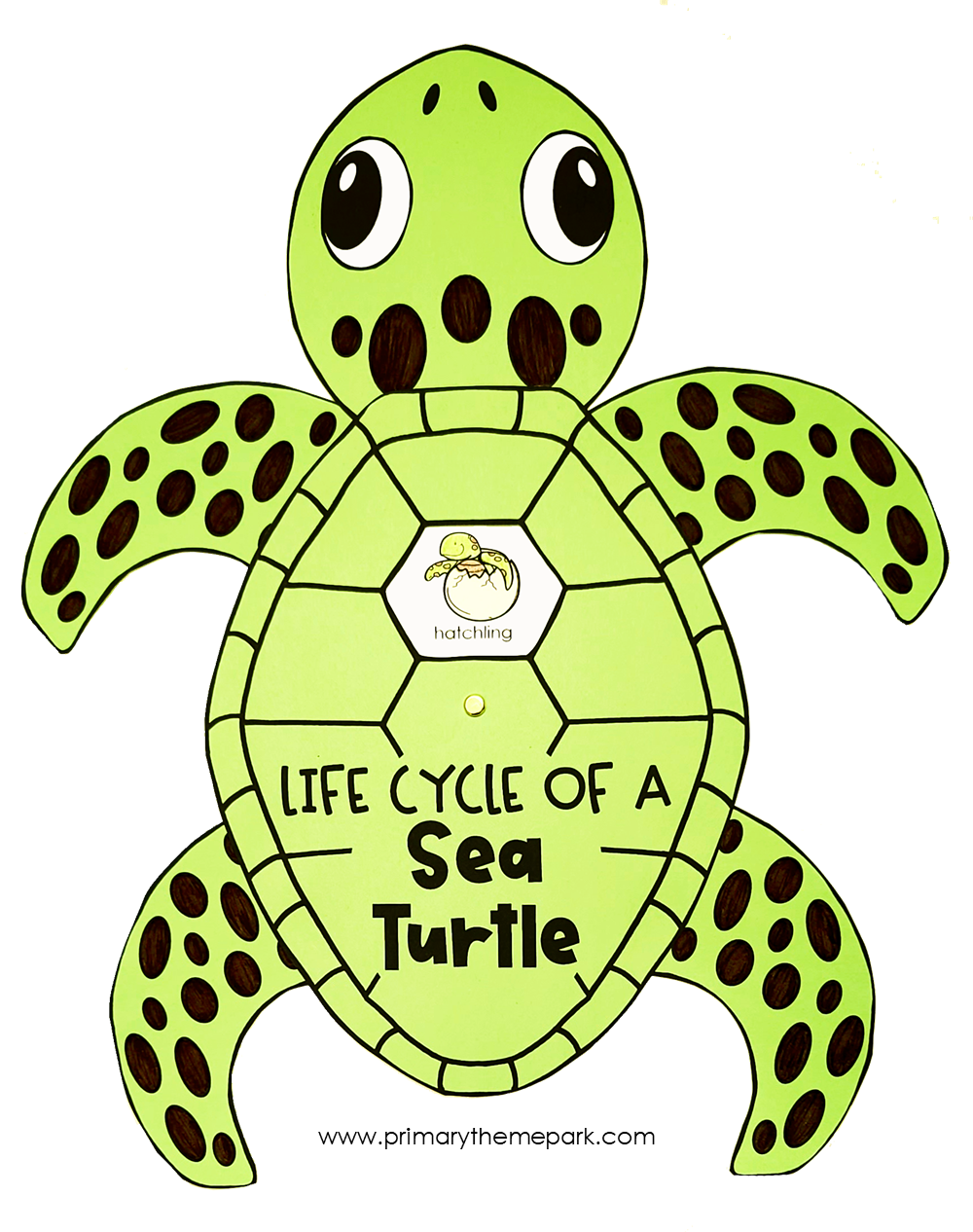 Sea Turtle Life Cycle Craft Primary Theme Park